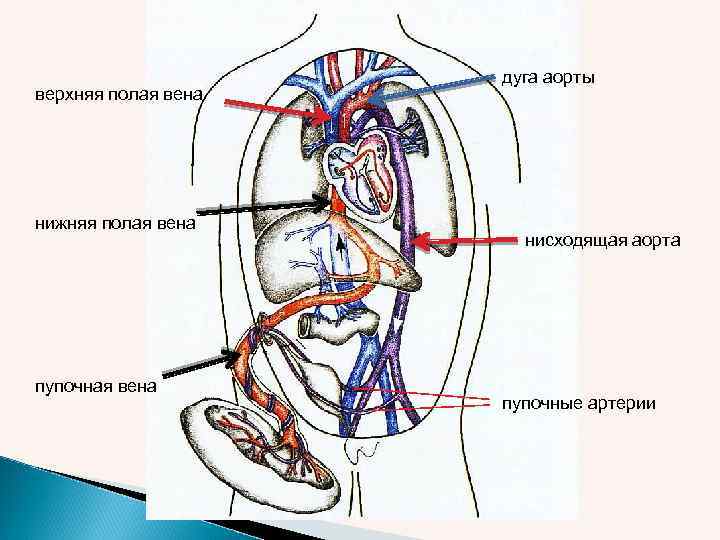 верхняя полая вена нижняя полая вена пупочная вена дуга аорты нисходящая аорта пупочные артерии