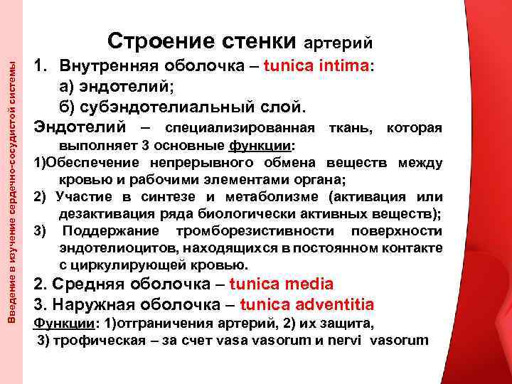 Введение в изучение сердечно-сосудистой системы Строение стенки артерий 1. Внутренняя оболочка – tunica intima: