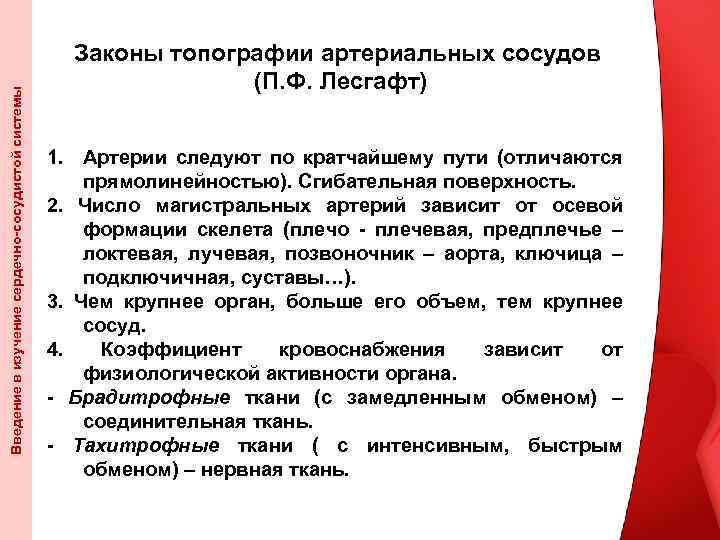 Введение в изучение сердечно-сосудистой системы Законы топографии артериальных сосудов (П. Ф. Лесгафт) 1. Артерии