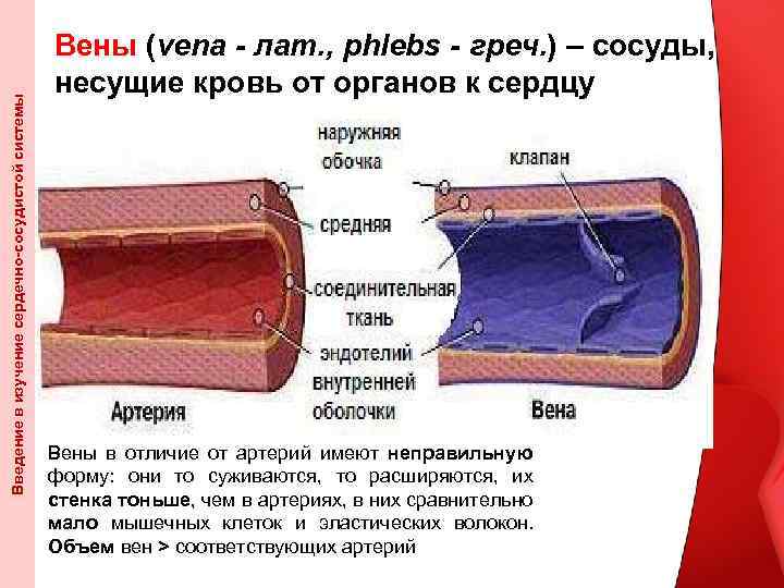 Введение в изучение сердечно-сосудистой системы Вены (vena - лат. , phlebs - греч. )