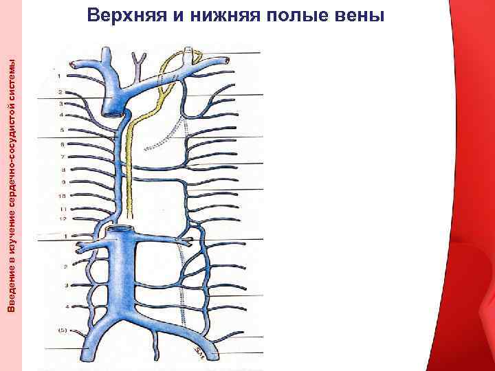 Введение в изучение сердечно-сосудистой системы Верхняя и нижняя полые вены 