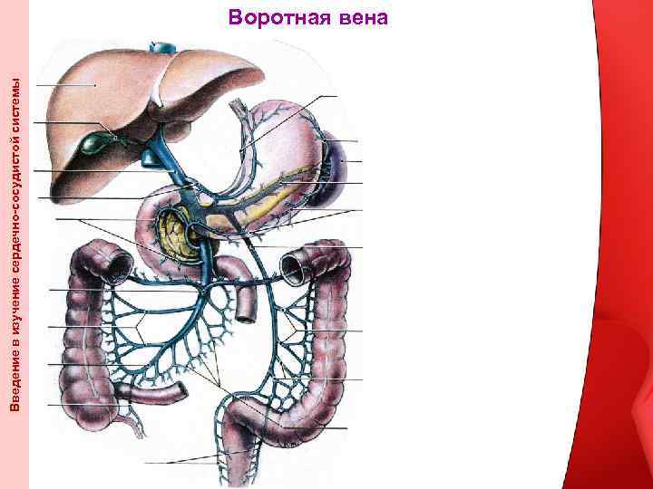 Введение в изучение сердечно-сосудистой системы Воротная вена 