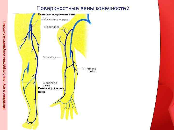 Поверхностные вены конечностей Введение в изучение сердечно-сосудистой системы Большая подкожная вена Малая подкожная вена