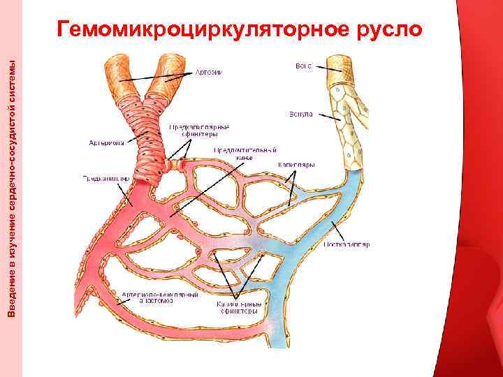 Введение в изучение сердечно-сосудистой системы Гемомикроциркуляторное русло 