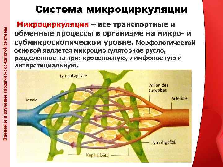 Введение в изучение сердечно-сосудистой системы Система микроциркуляции Микроциркуляция – все транспортные и обменные процессы