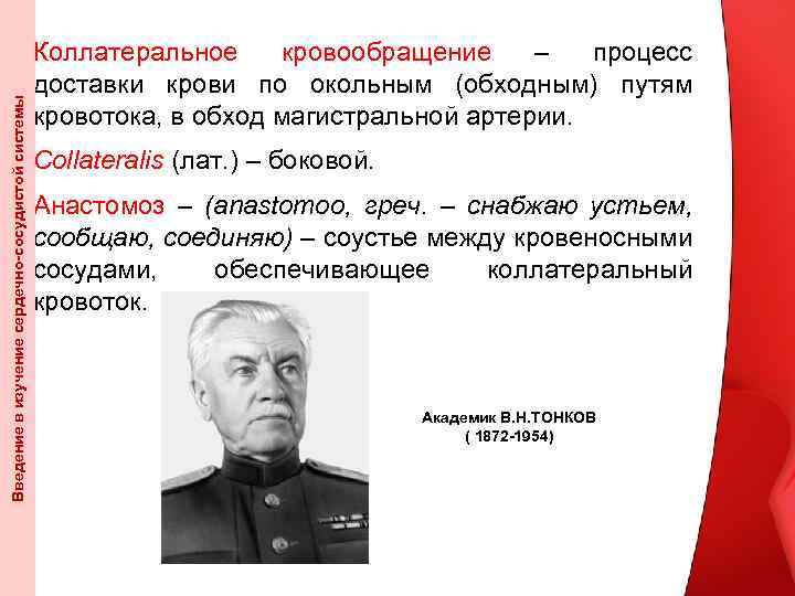 Введение в изучение сердечно-сосудистой системы Коллатеральное кровообращение – процесс доставки крови по окольным (обходным)