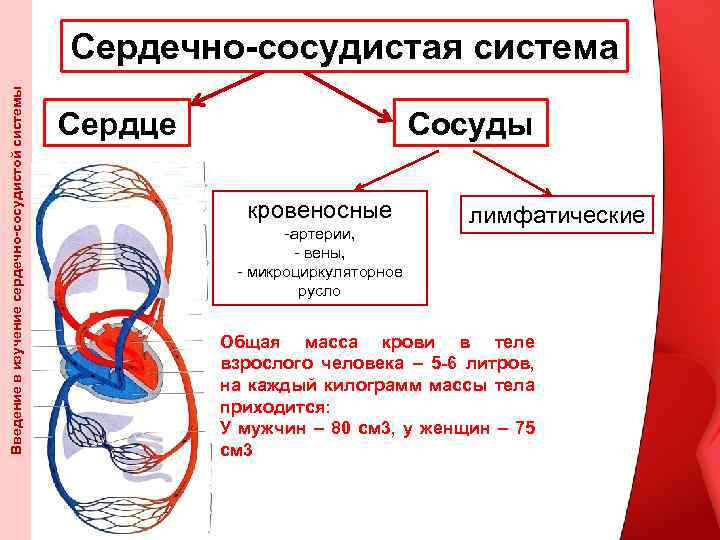 Введение в изучение сердечно-сосудистой системы Сердечно-сосудистая система Сердце Сосуды кровеносные -артерии, - вены, -