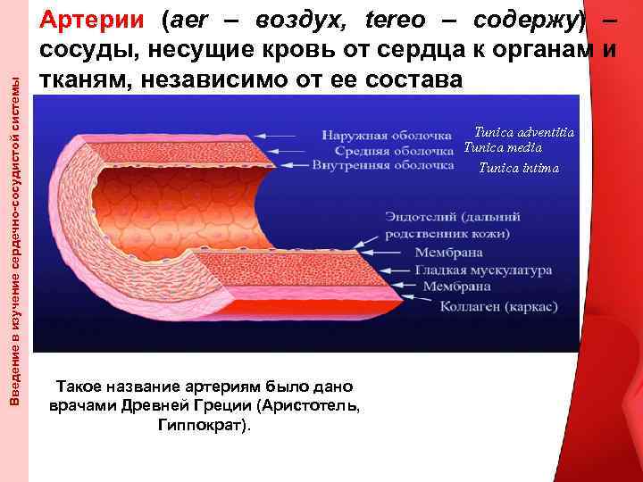 Введение в изучение сердечно-сосудистой системы Артерии (aer – воздух, tereo – содержу) – сосуды,