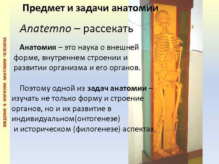 Предмет и задачи анатомии ВВЕДЕНИЕ В ИЗУЧЕНИЕ АНАТОМИИ ЧЕЛОВЕКА Anatemno – рассекать Анатомия –