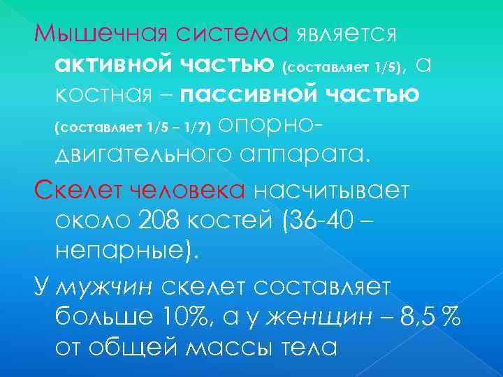 Мышечная система является активной частью (составляет 1/5), а костная – пассивной частью (составляет 1/5