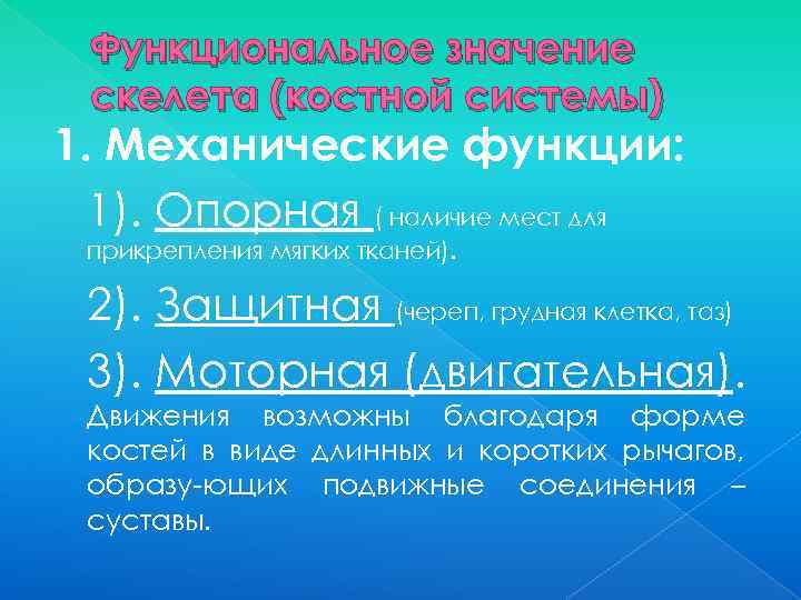 Функциональное значение скелета (костной системы) 1. Механические функции: 1). Опорная ( наличие мест для