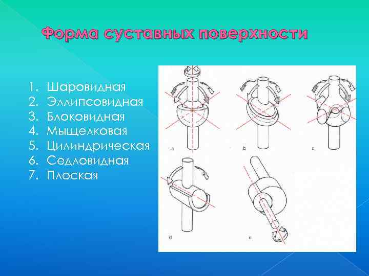 Форма суставных поверхности 1. 2. 3. 4. 5. 6. 7. Шаровидная Эллипсовидная Блоковидная Мыщелковая