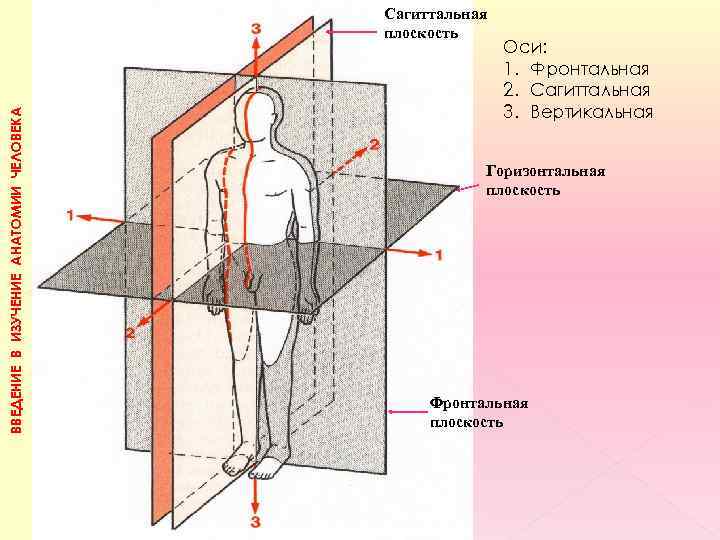 Сагиттальная плоскость ВВЕДЕНИЕ В ИЗУЧЕНИЕ АНАТОМИИ ЧЕЛОВЕКА Са Оси: 1. Фронтальная 2. Сагиттальная 3.