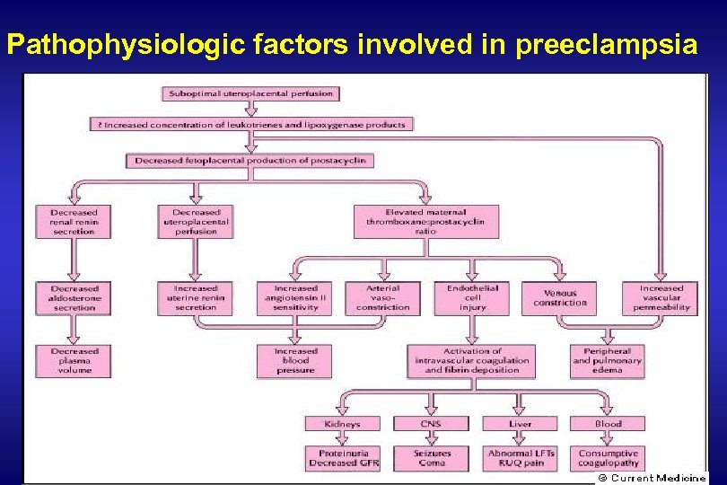 Pathophysiologic factors involved in preeclampsia 