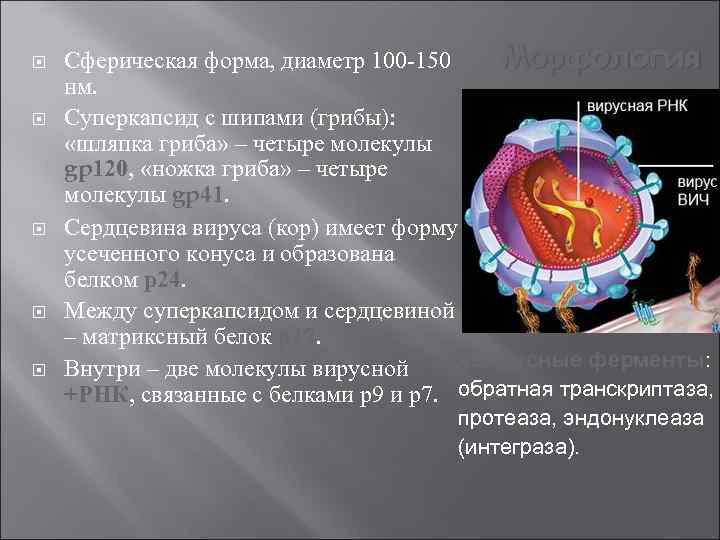  Морфология Сферическая форма, диаметр 100 -150 нм. Суперкапсид с шипами (грибы): «шляпка гриба»