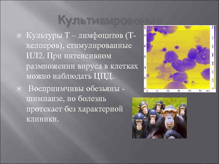 Культивирование Культуры Т – лимфоцитов (Тхелперов), стимулированные ИЛ 2. При интенсивном размножении вируса в