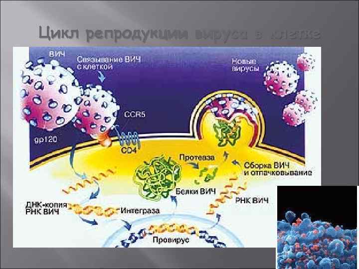 Цикл репродукции вируса в клетке 