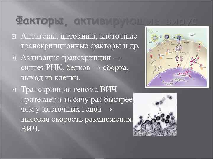 Факторы, активирующие вирус Антигены, цитокины, клеточные транскрипционные факторы и др. Активация транскрипции → синтез