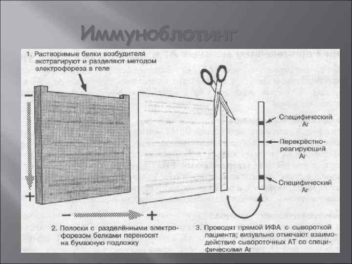 Иммуноблотинг 