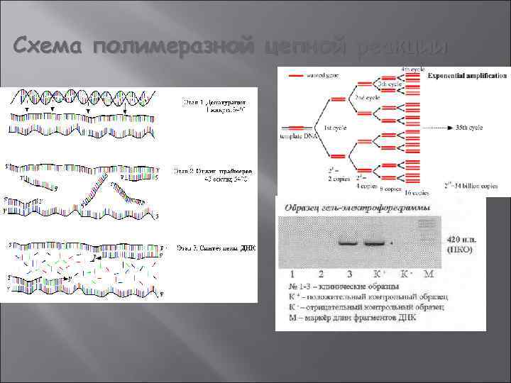 Схема полимеразной цепной реакции 