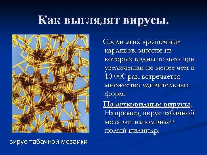 Как выглядят вирусы. Среди этих крошечных карликов, многие из которых видны только при увеличении