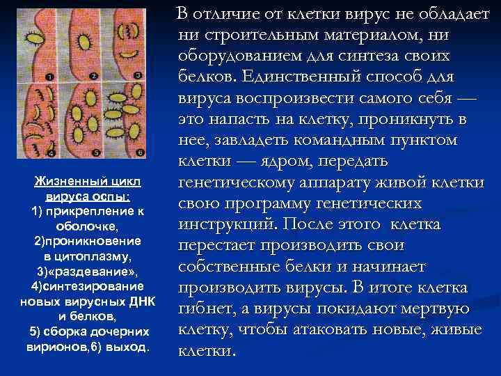 Жизненный цикл вируса оспы: 1) прикрепление к оболочке, 2)проникновение в цитоплазму, 3) «раздевание» ,