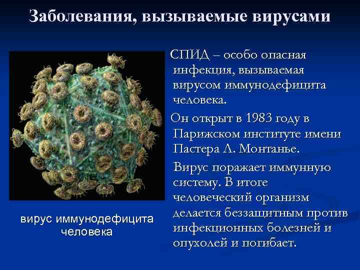 Заболевания, вызываемые вирусами вирус иммунодефицита человека СПИД – особо опасная инфекция, вызываемая вирусом иммунодефицита