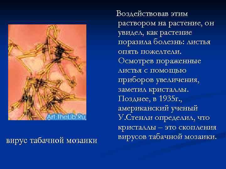 вирус табачной мозаики Воздействовав этим раствором на растение, он увидел, как растение поразила болезнь: