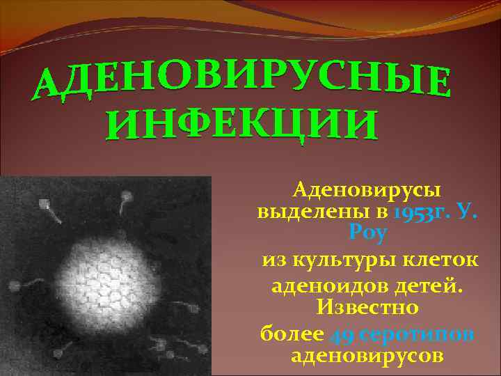 Аденовирусы выделены в 1953 г. У. Роу из культуры клеток аденоидов детей. Известно более