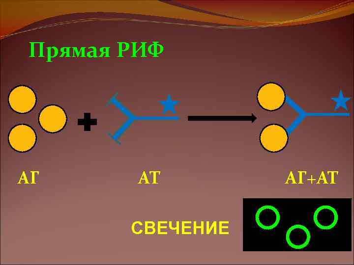 Схема риф микробиология