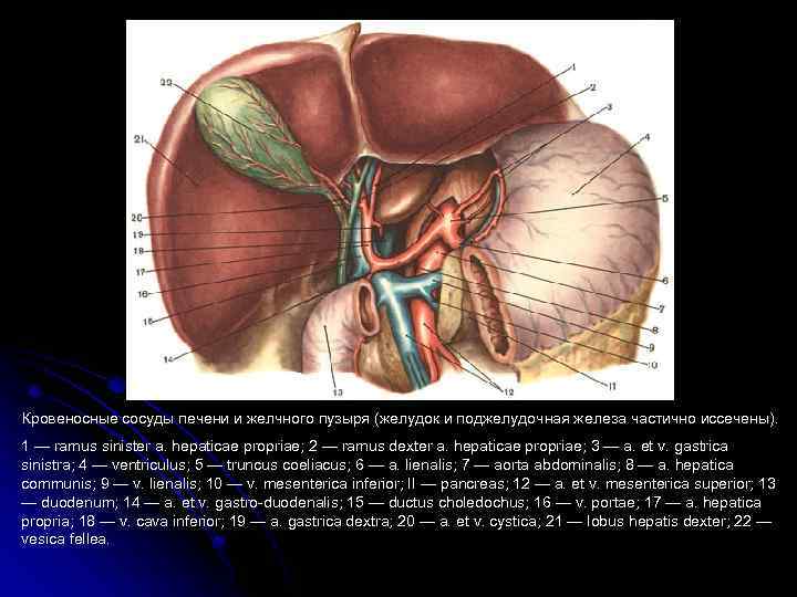 Кровеносные сосуды печени и желчного пузыря (желудок и поджелудочная железа частично иссечены). 1 —
