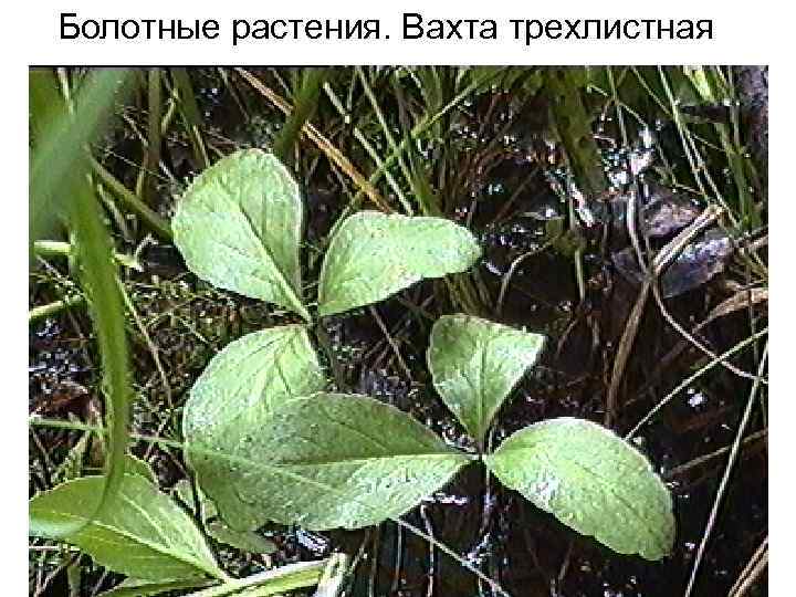 Болотные растения. Вахта трехлистная 