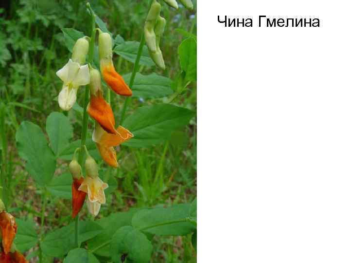 Растение короче. Чина Гмелина растение. Lathyrus gmelinii. Чина Гмелина (Lathyrus gmelinii Fritsch). Чина Гмелина Бобы.