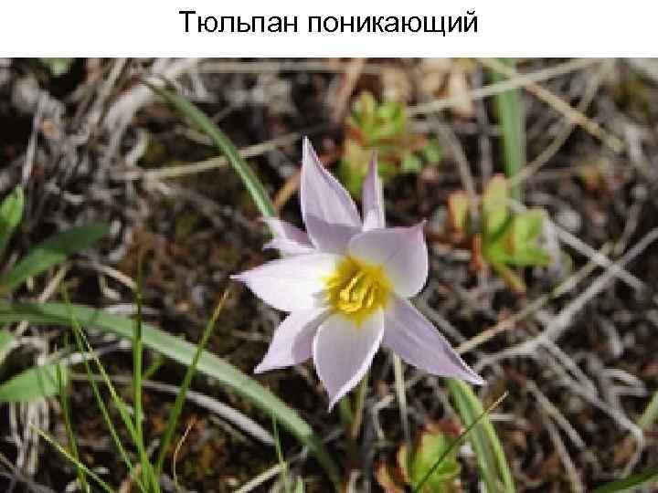 Тюльпан поникающий 