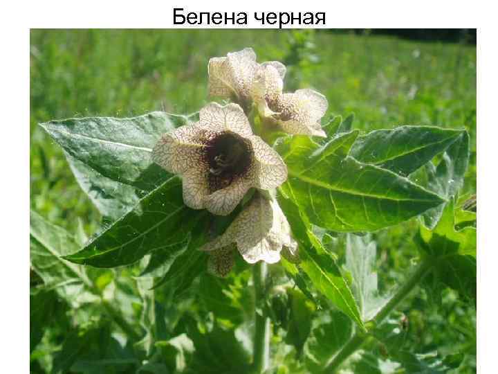 Белена черная 