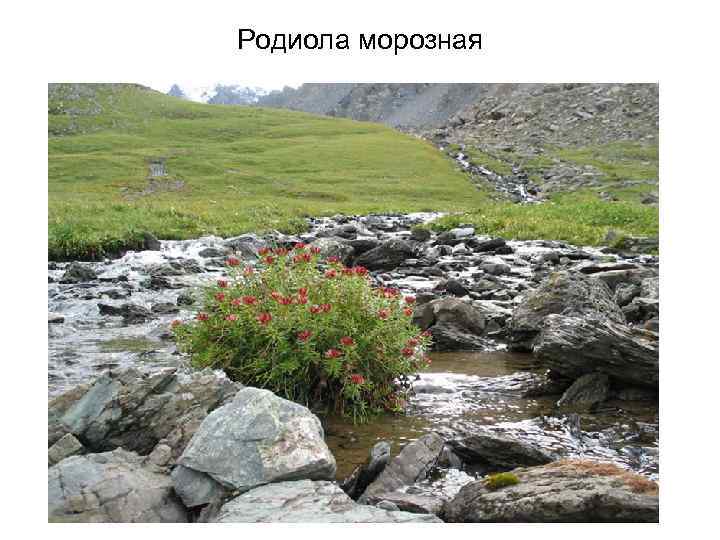 Родиола морозная 