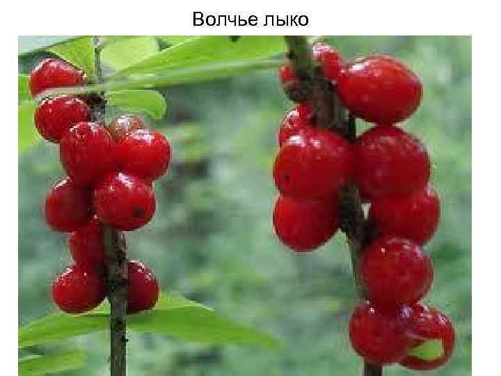 Волчье лыко 