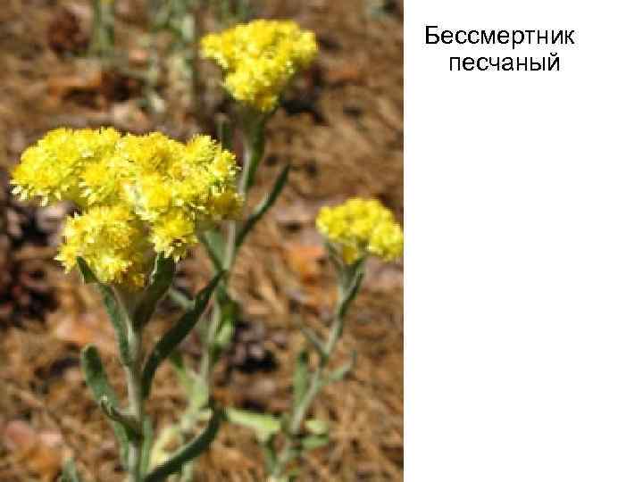 Бессмертник песчаный 