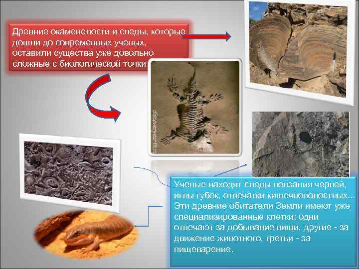 Древние окаменелости и следы, которые дошли до современных ученых, оставили существа уже довольно сложные