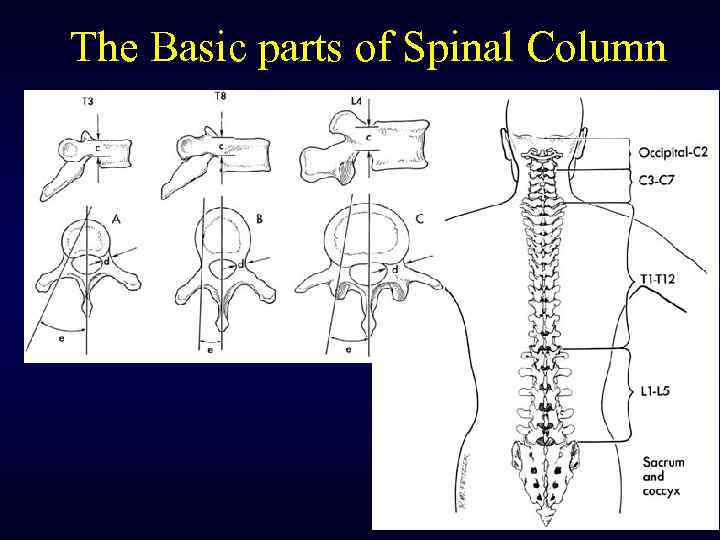 The Basic parts of Spinal Column 