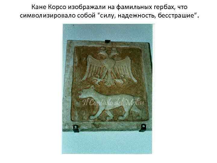 Кане Корсо изображали на фамильных гербах, что символизировало собой 