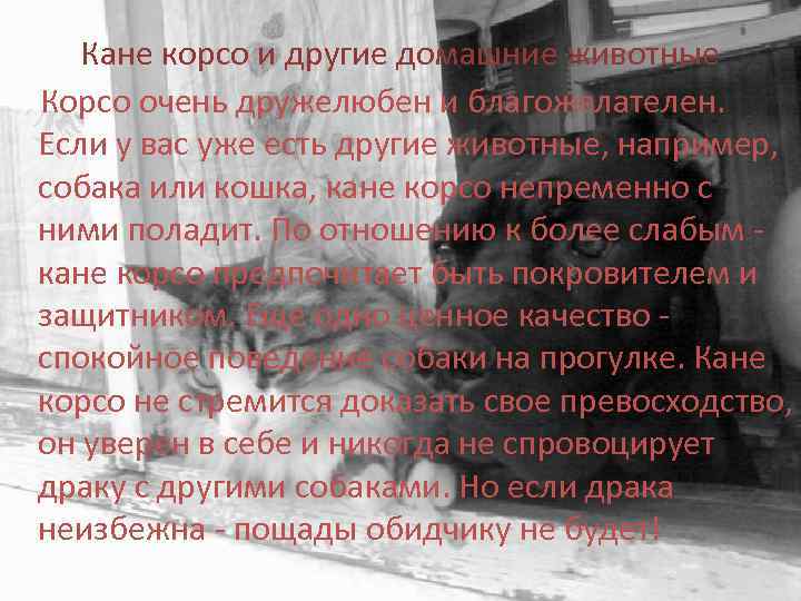 Кане корсо и другие домашние животные Корсо очень дружелюбен и благожелателен. Если у вас