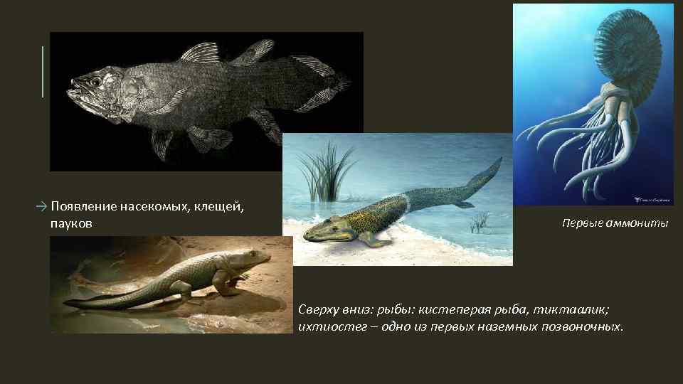 Появление кистеперых рыб. Латимерия Эволюция. Кистеперые внешнее строение. Кистеперые рыбы.