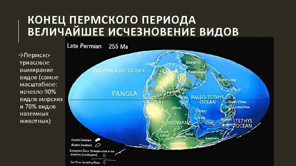 КОНЕЦ ПЕРМСКОГО ПЕРИОДА ВЕЛИЧАЙШЕЕ ИСЧЕЗНОВЕНИЕ ВИДОВ →Пермскотриасовое вымирание видов (самое масштабное: исчезло 90% видов