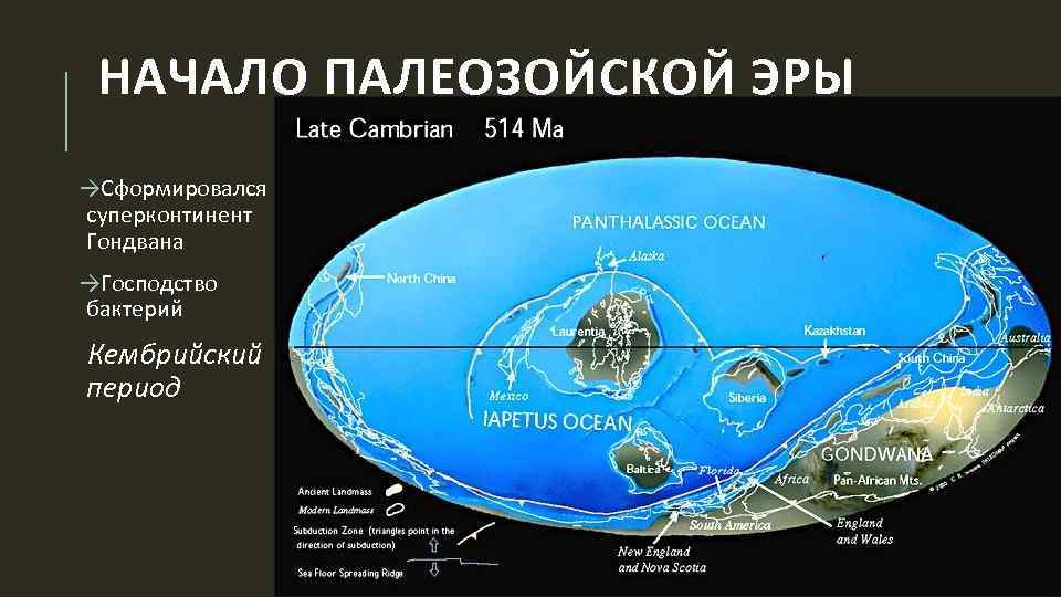 НАЧАЛО ПАЛЕОЗОЙСКОЙ ЭРЫ →Сформировался суперконтинент Гондвана →Господство бактерий Кембрийский период 