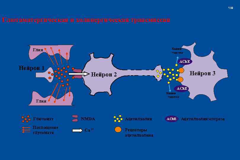 109 Глютаматергическая и холинергическая трансмиссия Холин +ацетат Глия ACh. E Нейрон 1 Нейрон 3