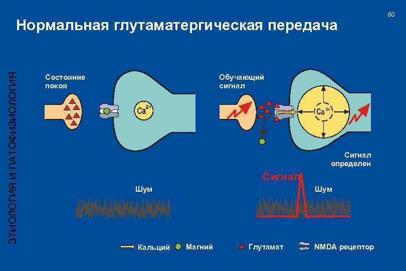 ЭТИОЛОГИЯ И ПАТОФИЗИОЛОГИЯ Нормальная глутаматергическая передача Состояние покоя Обучающий сигнал Ca Ca 2+ Сигнал