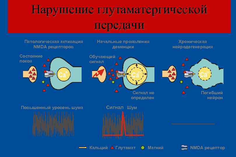 Нарушение глутаматергической передачи Патологическая активация NMDA рецепторов Состояние покоя Начальные проявления деменции Хроническая нейродегенерация