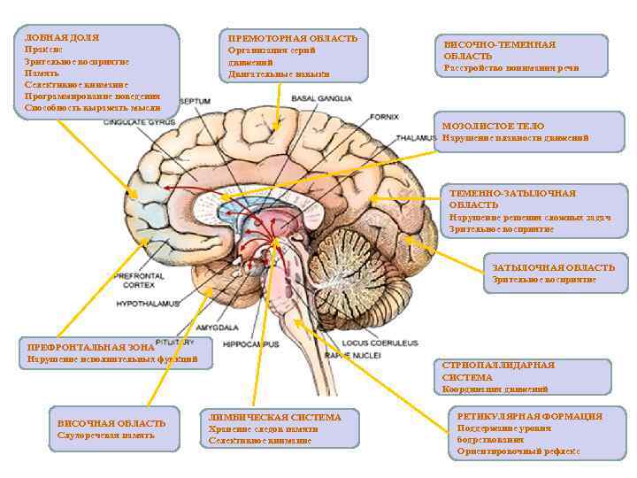 ЛОБНАЯ ДОЛЯ Праксис Зрительное восприятие Память Селективное внимание Программирование поведения Способность выражать мысли ПРЕМОТОРНАЯ