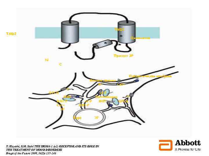 TMD 1 TMD 2 Цитоплазма Просвет ЭР N C Плазматическая мембрана Ионные каналы К+
